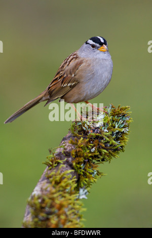 Weiß – Crowned Sparrow (Zonotrichia Leucophrys) thront auf einem Ast in Victoria, Vancouver Island, British Columbia, Kanada Stockfoto