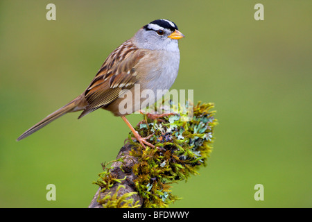 Weiß – Crowned Sparrow (Zonotrichia Leucophrys) thront auf einem Ast in Victoria, Vancouver Island, British Columbia, Kanada Stockfoto