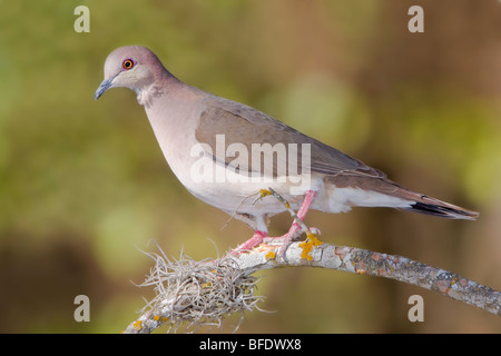 White-bestückte Taube (Leptotila Verreauxi) thront auf einem Ast in den Rio Grande Valley of Texas, USA Stockfoto