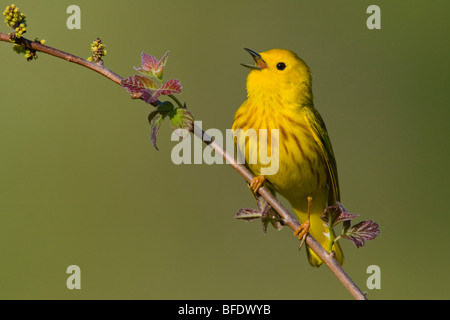 Schnäpperrohrsänger (Dendroica Petechia) thront auf einem Ast, singen, in der Nähe von langer Punkt, Ontario, Kanada Stockfoto