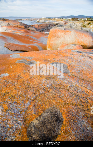 Flechten-beschichtet Granit an der Bay of Fires-Küste Stockfoto