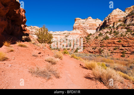 Felsformationen entlang des Weges, Calf Creek Falls, Grand Staircase-Escalante National Monument, Utah zu senken Stockfoto