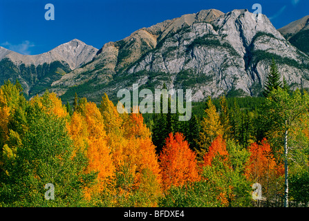 Herbst Farben in den kanadischen Rocky Mountains entlang der Autobahn David Thompson, Alberta, Kanada Stockfoto