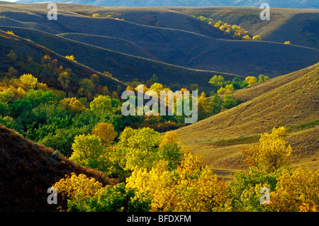 Aspen (Populus) bluffs in herbstlichen Farben, Big Muddy Badlands, Saskatchewan, Kanada Stockfoto