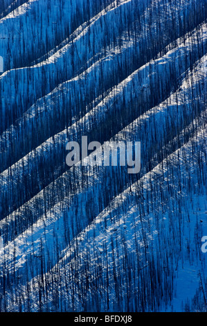 Verbrannte Bäume auf schneebedeckten Berghang, Verendrye, Kootenay National Park, Britisch-Kolumbien, Kanada Stockfoto