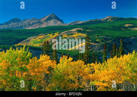 Herbst landschaftlich in den kanadischen Rockies, David Thompson Highway, Alberta, Kanada Stockfoto