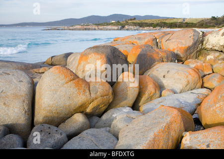 Flechten-spritzte Granit am Ufer des die Bay of Fires Stockfoto