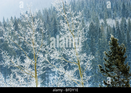 Raureif auf Bäumen, Lake Minnewanka, Banff Nationalpark, Alberta, Kanada Stockfoto