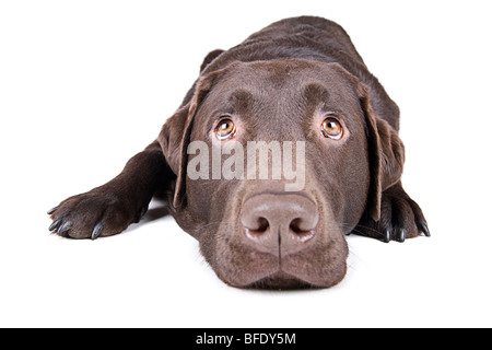 Isolierte Schuss eine süße Schokolade Labrador hinlegen und nachschlagen Stockfoto