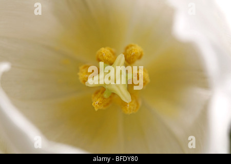 Die Blütenhülle eine weiße Tulpe Blume zeigt die Staubgefäße und Stempel Stockfoto