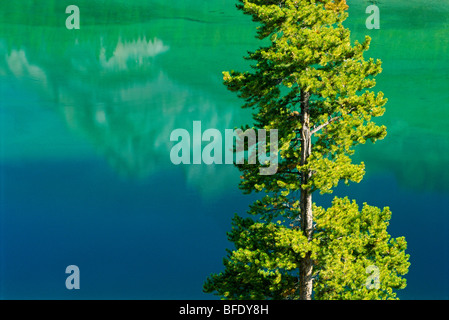 Lodgepole Pine (Pinus Contorta) und Gipfel spiegeln sich im Lake Minnewanka, Banff Nationalpark, Alberta, Kanada Stockfoto