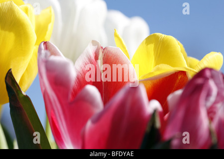 Bunte Tulpen Blumen, gelb, weiß und rot, vor blauem Himmel Stockfoto