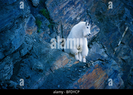 Bergziege (Oreamnos Americanus) auf Felsvorsprung im Glacier National Park, Britisch-Kolumbien, Kanada Stockfoto