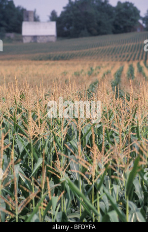 Mais-Quasten, Mais-Reihen und Scheune Stockfoto