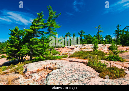 Östliche weiße Kiefer (Pinus Strobus) Wald und Pre-Kambrium Schild, Killarney Provincial Park, Ontario, Kanada Stockfoto