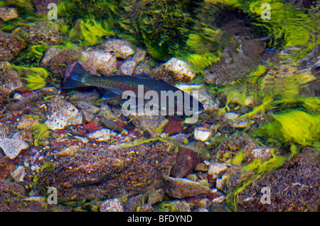 Regenbogenforelle (Oncorhynchus Mykiss) schwimmen in Maligne River in Jasper Nationalpark, Alberta, Kanada Stockfoto