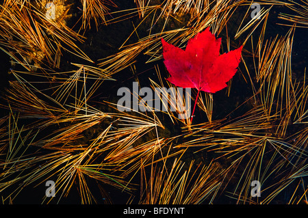 Nahaufnahme des rot-Ahorn (Acer Rubrum) Blatt und östliche weiße Kiefer (Pinus Strobusr, Killarney Provincial Park, Ontario, Kanada Stockfoto