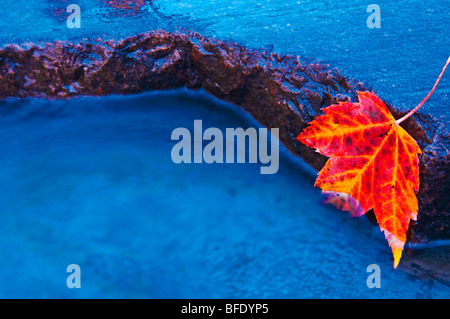 Rotes Ahornblatt am Rand der Felsen im Chikinishing Fluss, Killarney Provincial Park, Ontario, Kanada Stockfoto