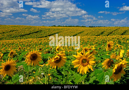 Sonnenblumen im Feld, Treherne, Manitoba, Kanada Stockfoto