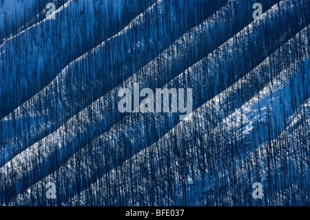 Verbrannte Bäume auf schneebedeckten Berghang, Verendrye, Kootenay National Park, Britisch-Kolumbien, Kanada Stockfoto