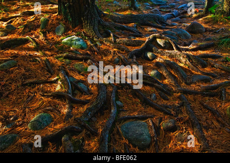 Wurzeln und Nadeln der östlichen Weymouths-Kiefer (Pinus Strobus) Bäume auf Waldboden, Killarney Provincial Park, Ontario, Kanada Stockfoto