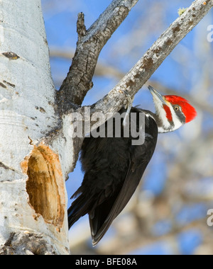 Helmspecht (Dryocopus Pileatus) thront kontrollierenden Eröffnung in Aspen Pappeln (Populus Tremuloides), Alberta, Kanada. Stockfoto