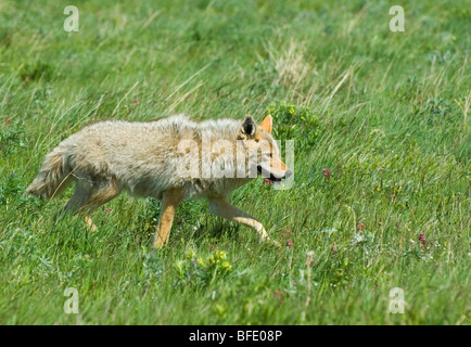 Erwachsenen Kojote (Canis Latrans) Jagd auf Prärie Grasland, Waterton Lakes National Park, Alberta, Kanada. Stockfoto