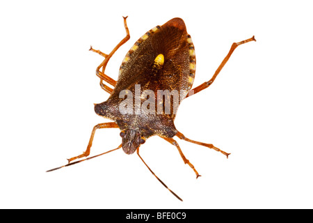 Makro-Ausschnitt-Bild von einem Wald Bug Pentatoma-rufipe Stockfoto