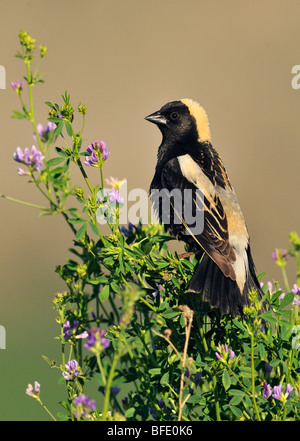 Männliche Bobolink (Dolichonyx Oryzivorus) am Werk in Osoyoos, Britisch-Kolumbien, Kanada Stockfoto