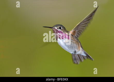 Calliope Kolibri (Stellula Calliope) im Flug, Victoria, Vancouver Island, British Columbia, Kanada Stockfoto