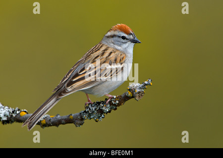 Chipping Sparrow (Spizella Passerina) auf Barsch am Mount Tolmie Park, Saanich, British Columbia, Kanada Stockfoto