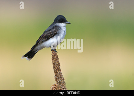 Östlichen Kingbird (Tyrannus Tyrannus) auf Barsch in Moses Lake Area, Washington, Kalifornien, USA Stockfoto