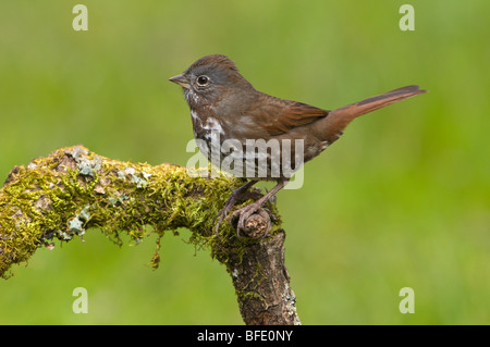 Fox-Sparrow (Passerella Iliaca) auf Barsch in Victoria, Vancouver Island, British Columbia, Kanada Stockfoto