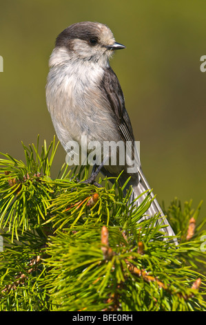 Grau-Jay (Perisoreus Canadensis) in Manning Provincial Park, Britisch-Kolumbien, Kanada Stockfoto