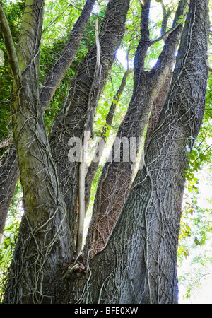 Toten Efeu Reben hängen an einem Baum in einem Stadtwald nach dem Schneiden von Naturschützern Stockfoto