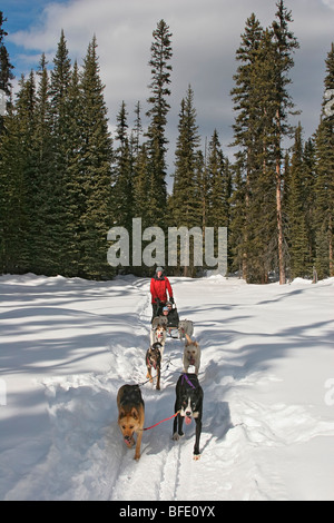 Schlittenhunde ziehen Schlitten mit Menschen auf Trail in der Nähe von Lake Louise, Alberta, Kanada. Stockfoto