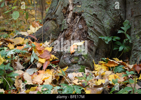 Wurzeln der alten Blätter amerikanische Buche unter Herbst Stockfoto