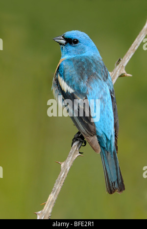 Lazuli Bunting (Passerina Amoena) in Mount Tolmie Park, Saanich, British Columbia, Kanada Stockfoto