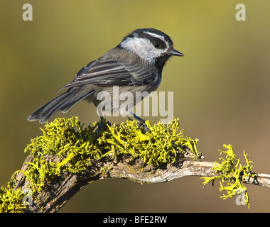 Berg Chickadee (Poecile Gambeli) auf Barsch in Deschutes National Forest, Oregon, USA Stockfoto