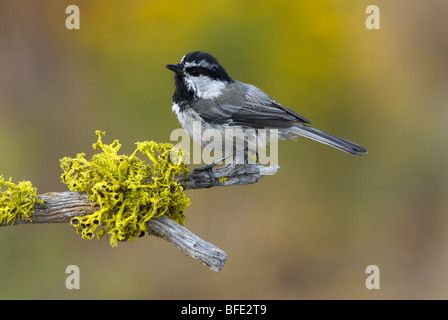 Berg Chickadee (Poecile Gambeli) auf Barsch in Deschutes National Forest, Oregon, USA Stockfoto