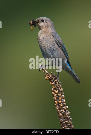 Weiblich-Mountain Bluebird (Sialia Currucoides) mit der Nahrung für junge in seiner Mündung in White Lake, British Columbia, Kanada Stockfoto