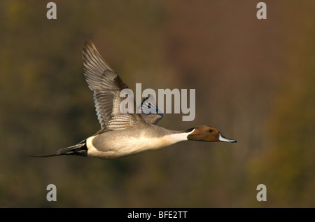 Männlichen Northern Pintail (Anas Acuta) während des Fluges in Esquimalt Lagune, Victoria, Vancouver Island, British Columbia, Kanada Stockfoto