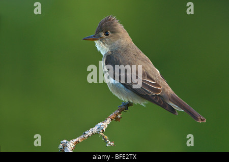 Olive-seitig Fliegenfänger (Contopus Cooperi) thront auf Garry Eiche Zweig am Observatory Hill, Saanich, British Columbia, Kanada Stockfoto