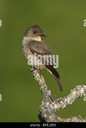 Olive-seitig Fliegenfänger (Contopus Cooperi) thront auf Garry Eiche Zweig am Observatory Hill, Saanich, British Columbia, Kanada Stockfoto