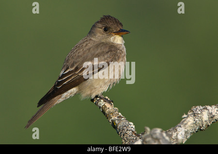 Olive-seitig Fliegenfänger (Contopus Cooperi) thront auf Garry Eiche Zweig am Observatory Hill, Saanich, British Columbia, Kanada Stockfoto