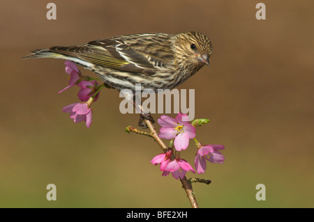 Erlenzeisig Kiefer (Pinus Zuchtjahr) thront auf Pflaume Blühender Zweig in Victoria, Vancouver Island, British Columbia, Kanada Stockfoto