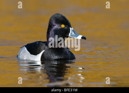 Männliche Ring – Necked Duck (Aythya Collaris) Könige Teich, Victoria, Vancouver Island, British Columbia, Kanada Stockfoto