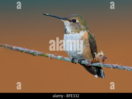 Weibliche Rufous Kolibri (Selasphorus Rufus) auf Barsch, Victoria, Vancouver Island, British Columbia, Kanada Stockfoto