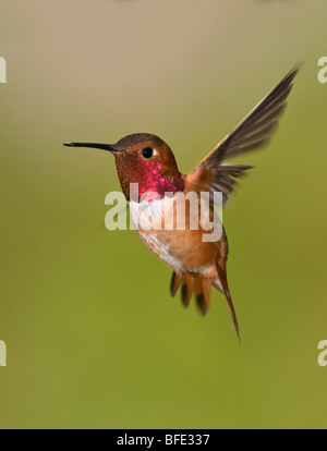 Männliche Rufous Kolibri (Selasphorus Rufus) im Flug, Victoria, Vancouver Island, British Columbia, Kanada Stockfoto