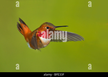 Männliche Rufous Kolibri (Selasphorus Rufus) im Flug, Victoria, Vancouver Island, British Columbia, Kanada Stockfoto